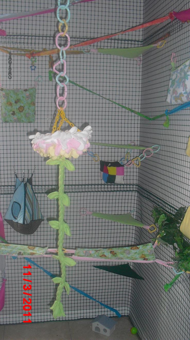 GliderGossip Sugar Glider Room Ideas